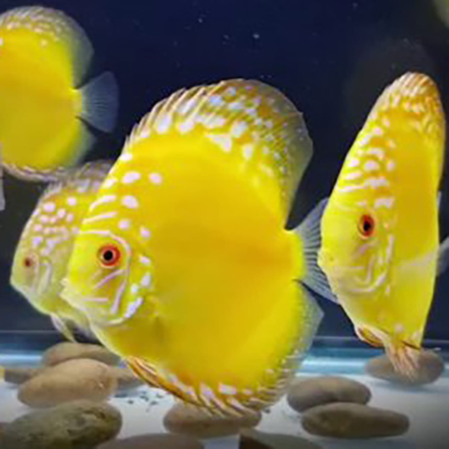 YELLOW RAFLESIA Discus